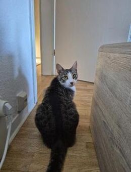 Verschmuste Katze Bibe - Rambin