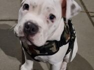 American Bully - Stafford - Wedel