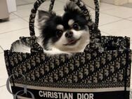 Pomeranian 4 Jahre alt - Lünen