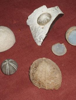Seeigel,Ammoniten,Trilobiten und andere - Hamburg Hamburg-Nord