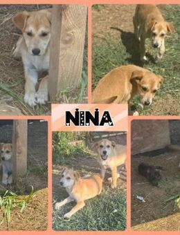 Nina sucht Familienglück - Bissingen