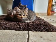Bkh Kitten suchen ein neues Zuhause - Ganderkesee
