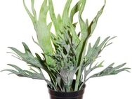 Kunstranke Geweihfarn Farn, Creativ green, Höhe 40 cm