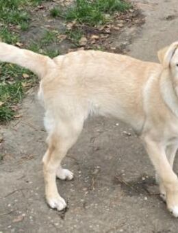 Filou 6 Monate sucht eine Familie - Düsseldorf