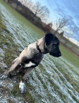 Kangal Welpe - Au (Hallertau)