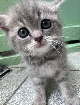 Rheinrassige BKH Kitten - Leipzig