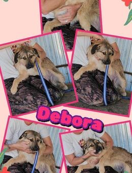 Hündin Deborah wartet auf Rettung - Nürnberg