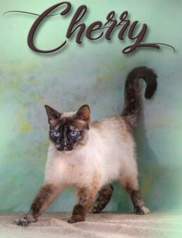 Cherry sucht dringend ein Zuhause - Brunstorf