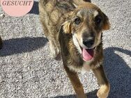 Strahlemann FELIX sucht forever home ❤️ - Saarbrücken