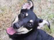 Sylvia - kleines, schüchternes Hundekind - Lohmar