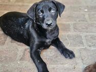 Labrador Mix Welpen - Oranienbaum-Wörlitz