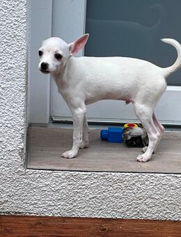Chihuahua welpen - Bonn