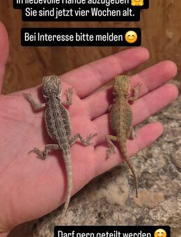 Bartagamenbabys zu verkaufen - Orlamünde Zentrum