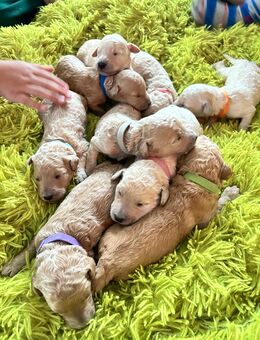 Königspudel Pudel Standardpudel weiß apricot braun Hund Haus Tier - Neukirchen (Hessen)