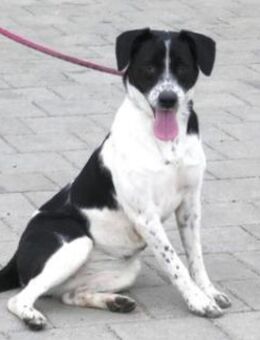 Meppie ist ein Traum auf 4 Pfoten - Karben