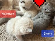 Reinrassige BKH Kitten - Brakel