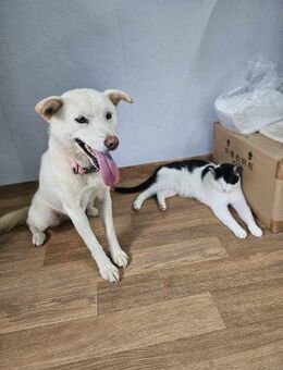 Candy sucht ihr Für-immer-Körbchen!♥ - Ebstorf (Klosterflecken)