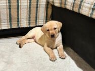 Labrador Retriever Welpen - Bitburg