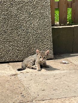 Babykatzen suchen ein neues Zuhause - Bersenbrück