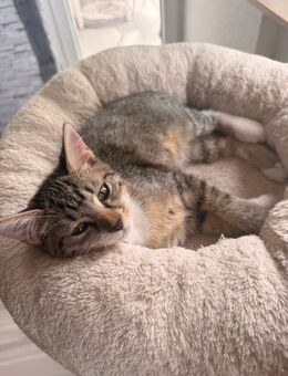 3 kitten suchen ab sofort neues zuhause! - Höxter