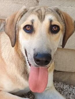 Angeliki, geb. ca. 12/2024, GRIECHENLAND - Euskirchen