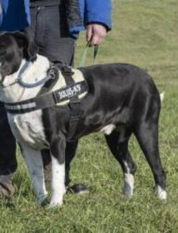 Mozes-SI Spezieller Hund sucht speziell - Neustadt (Rübenberge)