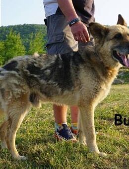 Bubi Kein Draufgänger, ... - Kissing