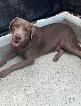 Labrador Retriever (Rocky) sucht neues Zuhause - Oberhausen