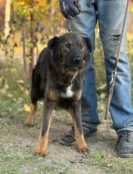 Kalina - sehnt sich nach ihren Menschen - Köln