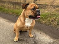 Old english Bulldog sucht dringend zu Hause - Salzgitter