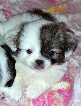 Süße Chihuahua Pekinese Mix Welpen - Groß Offenseth-Aspern