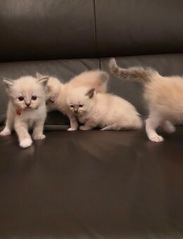 Liebe Ragdoll Fans, unsere 5 bildhübsche Ragdoll Kitten - Kirchheim (Teck) Zentrum