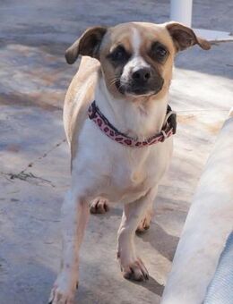 Sisi sucht ihre Menschen - Bad Camberg