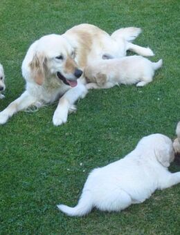 Golden Retriever - Fischbachtal