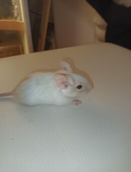 Degu Babys - Wittenburg