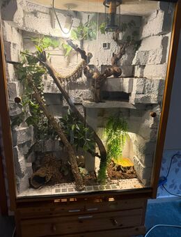 Kornnatter - Gummersbach