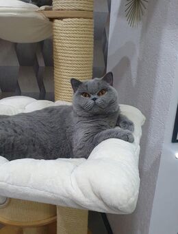 Reinrassige bkh Dame Zuchtkatze m.Stammbaum - Trossingen Zentrum