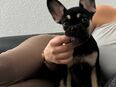 Freiatmende Französische Bulldogge Welpe sucht neues Zuhause in 4056