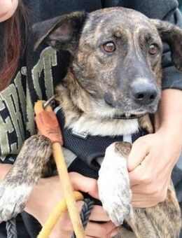 Tigra: Sanftheit auf 4 Pfoten! - Karben