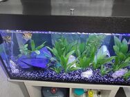Aquarium 200l komplett - Roßleben
