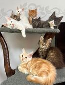 Maine Coon Kitten in 23970