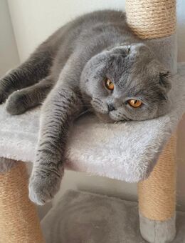 Britisch Kurzhaar Kater - Mühldorf (Inn)