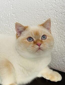 BKH Deckkater - Wuppertal