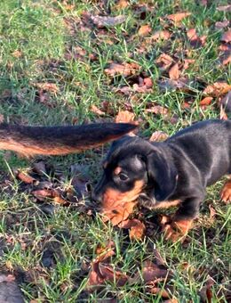 Dackel Welpe ( 1 Rüde) - Garrel