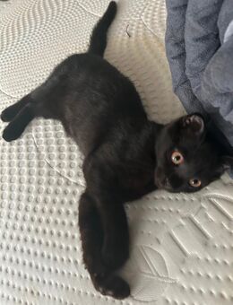 Katzenmama & zwei süße schwarze Kätzchen suchen ein liebevolles Zuhause 🐾 - Idar-Oberstein