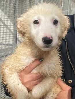 Gaia wartet im städtischen Canile - Bad Vilbel