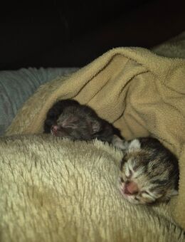 🌟 Ein Herz und eine Seele – 2 Kitten NUR ZUSAMMEN in liebevolle Hände abzugeben! 🌟 - Mommenheim