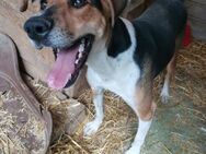 Toby - lernwilliger verträglicher Rüde - Tettau (Bayern)