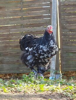 Brahma Hähne / Mottled / Mai 2025 - Jameln