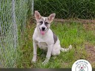 Tommi: Hundekind möchte durchstarten - Kirchzell